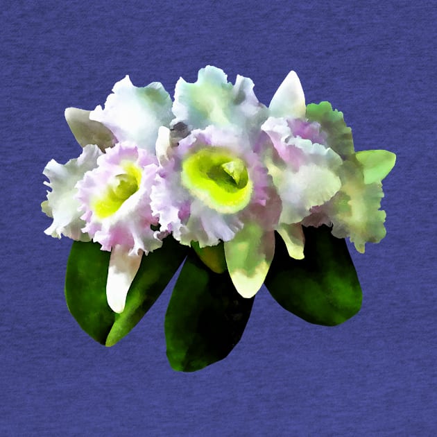 Orchids - BLC Mary Ellen Underwood Krull-Smith by SusanSavad